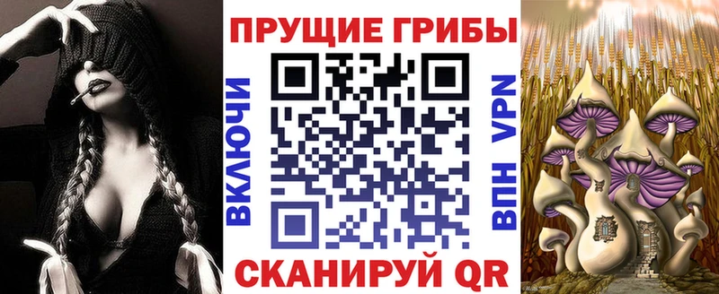 хочу наркоту  Гусев  Галлюциногенные грибы Psilocybe 