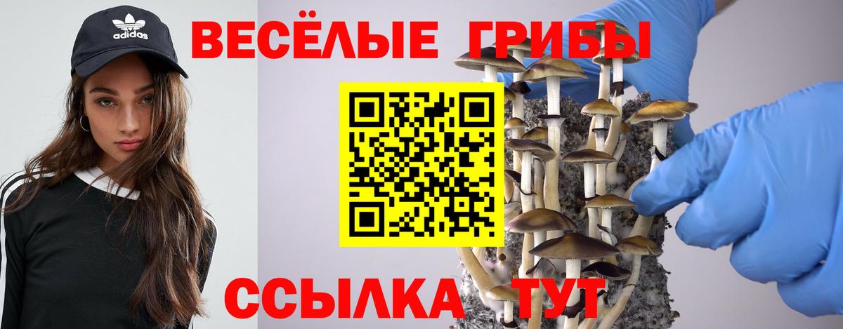 Псилоцибиновые грибы Cubensis  Гусев  продажа наркотиков  Галлюциногенные грибы GOLDEN TEACHER 